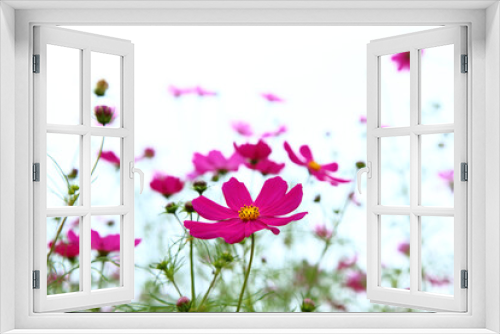 Fototapeta Naklejka Na Ścianę Okno 3D - pink cosmos flowers