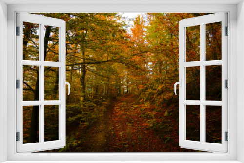 Fototapeta Naklejka Na Ścianę Okno 3D - Autumn. Fall. Autumnal Park. Autumn Trees and Leaves