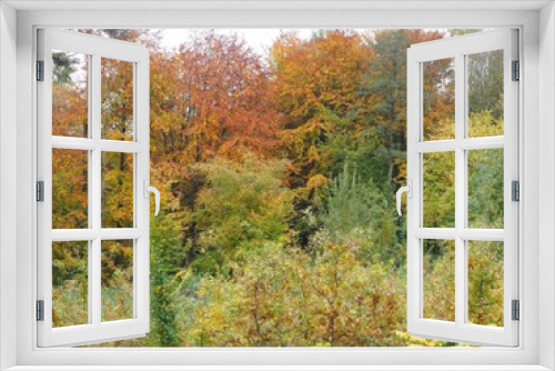 Fototapeta Naklejka Na Ścianę Okno 3D - Blätterfall - bunte Laubbäume im Herbstkleid