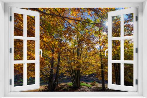 Fototapeta Naklejka Na Ścianę Okno 3D - Beech forest in autumn. Brown colors and foliage