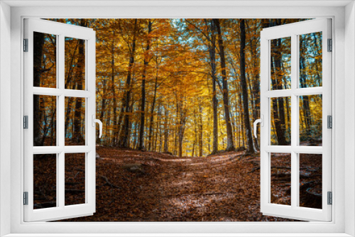 Fototapeta Naklejka Na Ścianę Okno 3D - Montseny deep forest colorful autumn in Catalonia, Spain.