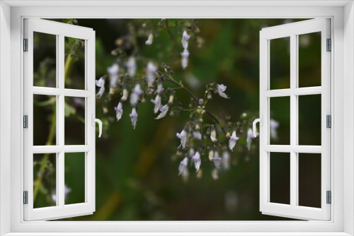Fototapeta Naklejka Na Ścianę Okno 3D - Isodon japonicus / Lamiaceae perennial grass