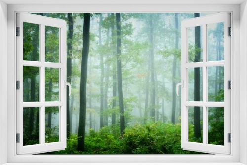 Fototapeta Naklejka Na Ścianę Okno 3D - Green forest in fog, oak trees with green leafs in foggy conditions,light background.Gloomy magical landscape at autumn/fall.   .