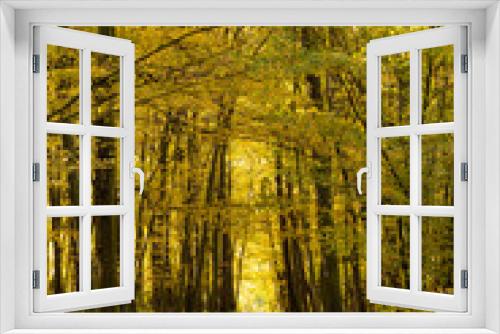 Fototapeta Naklejka Na Ścianę Okno 3D - Autumn nature path trough broadleaf forest