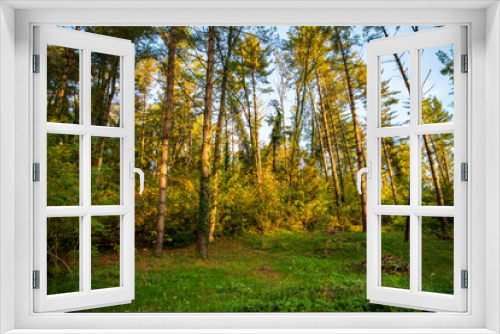Fototapeta Naklejka Na Ścianę Okno 3D - tall trees in the forest against the background of clouds, bottom-up view