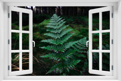 Fototapeta Naklejka Na Ścianę Okno 3D - Ferns