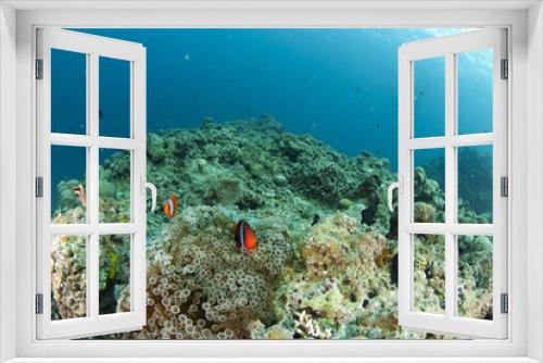 Fototapeta Naklejka Na Ścianę Okno 3D - 海底に住むクマノミ