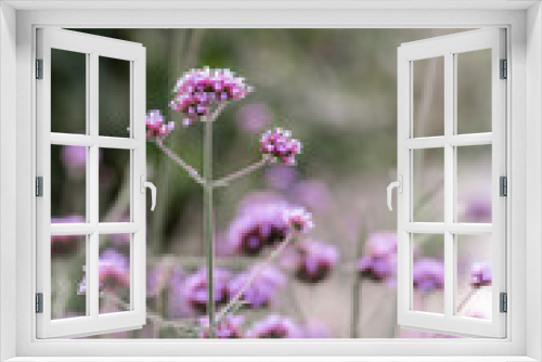 Fototapeta Naklejka Na Ścianę Okno 3D - lila Blume