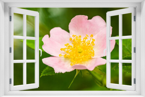 Fototapeta Naklejka Na Ścianę Okno 3D - wild dog rose (Rosa canina) flower