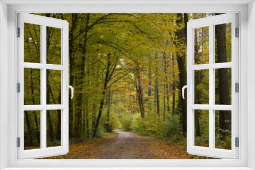 Fototapeta Naklejka Na Ścianę Okno 3D - Jesienny las liściasty, droga w lesie