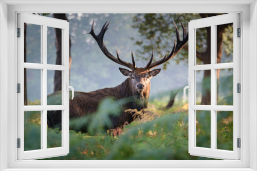 Fototapeta Naklejka Na Ścianę Okno 3D - Red Deer Stag in Richmond Park