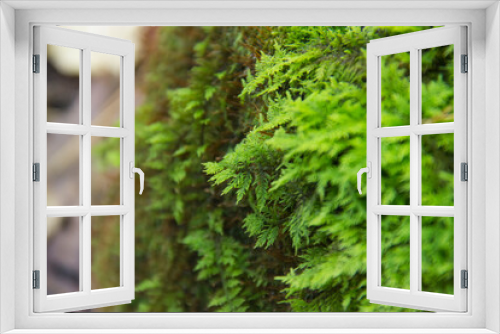 Fototapeta Naklejka Na Ścianę Okno 3D - Stairstep Moss