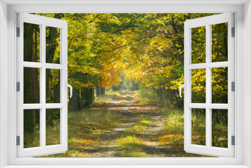 Fototapeta Naklejka Na Ścianę Okno 3D - Leśna droga w jesienny słoneczny dzień.