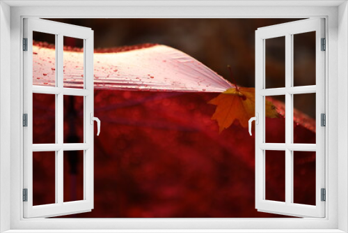 Fototapeta Naklejka Na Ścianę Okno 3D - Red umbrella.Fragment of a transparent dome with raindrops and a maple leaf.Fuzzy abstract image.Concept art photography of autumn