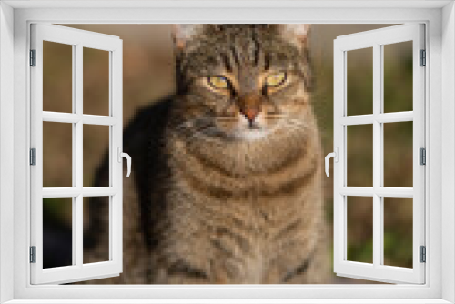 Fototapeta Naklejka Na Ścianę Okno 3D - Tabby cat waiting with food container