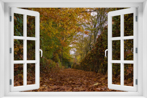 Fototapeta Naklejka Na Ścianę Okno 3D - Autumn forest and leaves