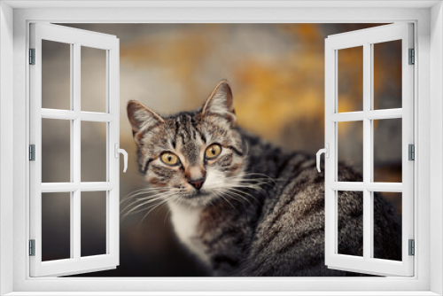 Fototapeta Naklejka Na Ścianę Okno 3D - Portrait of a street homeless tabby cat