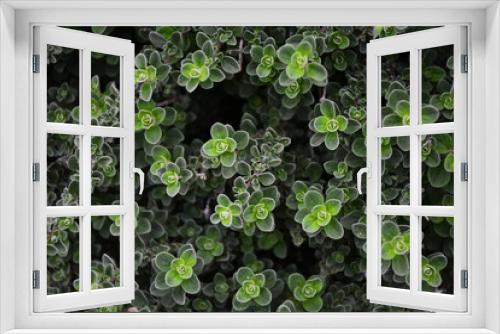 Fototapeta Naklejka Na Ścianę Okno 3D - Green leaves close-up, leaf background