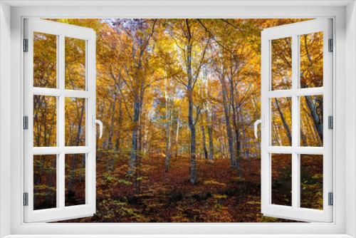 Fototapeta Naklejka Na Ścianę Okno 3D - Beautiful , colorful deciduous forest at late autumn in the Carpathian mountains, Romania.