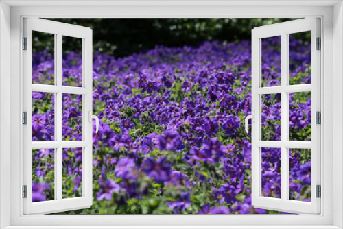 Fototapeta Naklejka Na Ścianę Okno 3D - Blühende Blumen im Park in Warschau