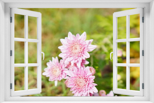 Fototapeta Naklejka Na Ścianę Okno 3D - Chrysanthemum flower bud in a garden
