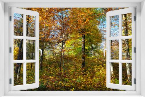 Fototapeta Naklejka Na Ścianę Okno 3D - Nature photo shot of autumn in the woods with colorful leaves in yellow, green, orange and blue on trees and bushes - stockphoto