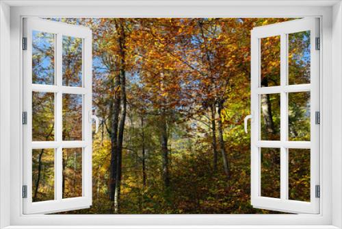 Fototapeta Naklejka Na Ścianę Okno 3D - Nature photo shot of autumn in the forest with colorful leaves in yellow, green, orange and blue on trees and bushes - stockphoto