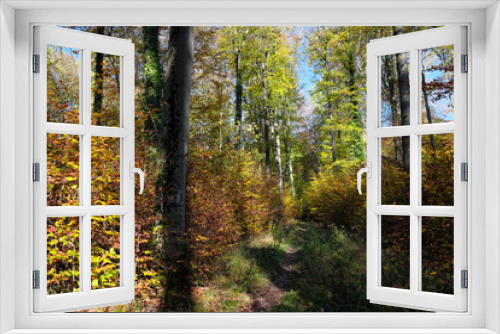 Fototapeta Naklejka Na Ścianę Okno 3D - Nature photo shot of autumn in the woods with colorful leaves on trees and bushes - stockphoto