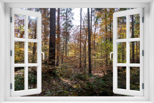 Fototapeta Naklejka Na Ścianę Okno 3D - colorful autumn in the forest