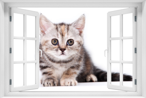 Fototapeta Naklejka Na Ścianę Okno 3D - Little Kitten on white background