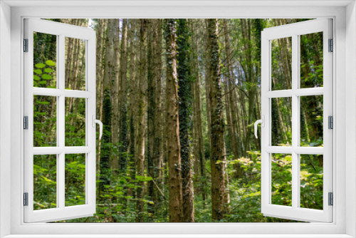 Fototapeta Naklejka Na Ścianę Okno 3D - Trees in a huge forest