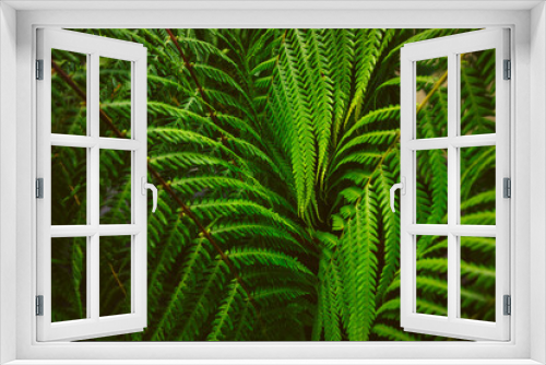 Fototapeta Naklejka Na Ścianę Okno 3D - Detailfoto einer grünen Farn