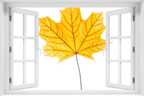 Fototapeta Naklejka Na Ścianę Okno 3D - cut out fall leaf. yellow maple leaf isolated on a white background. fall minimal concept. autumn design element