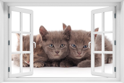 Fototapeta Naklejka Na Ścianę Okno 3D - Three little gray kittens lies.