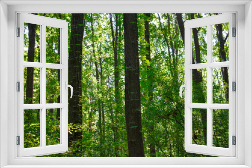 Fototapeta Naklejka Na Ścianę Okno 3D - Tall oak forest on a bright sunny summer day