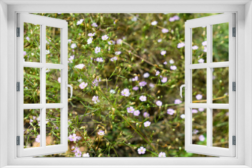 Fototapeta Naklejka Na Ścianę Okno 3D - Small forest flowers
