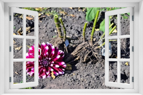 Fototapeta Naklejka Na Ścianę Okno 3D - The flower and the depth of the garden flower lie on the ground.  Bulbs without soil.  Autumn transplantation of bulbous plants.