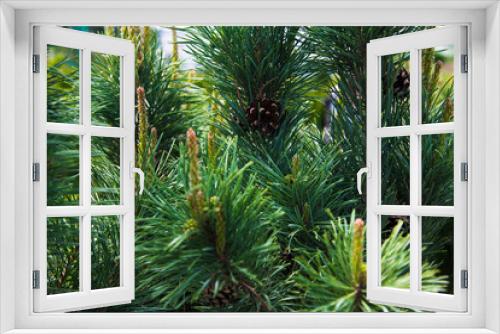 Fototapeta Naklejka Na Ścianę Okno 3D - Saplings coniferous trees in pots in plant nursery