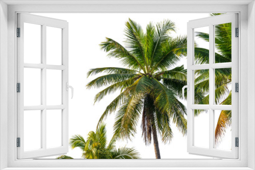 Fototapeta Naklejka Na Ścianę Okno 3D - coconut palm leaf isolated on white with clipping path for object and retouch design.