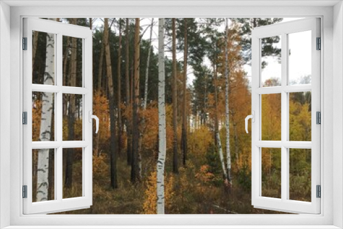 Fototapeta Naklejka Na Ścianę Okno 3D - Ural wood landscape during fall, Yekaterinburg, Russia
