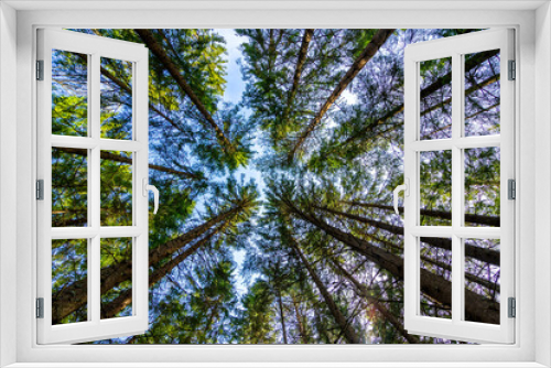 Fototapeta Naklejka Na Ścianę Okno 3D - Looking up at forest trees low angle view