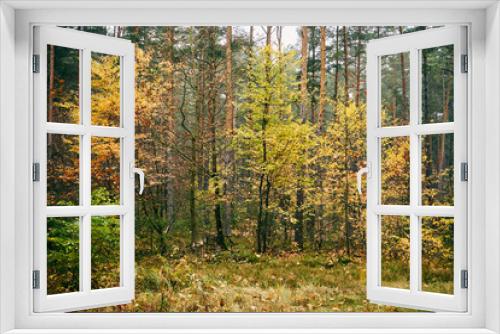 Fototapeta Naklejka Na Ścianę Okno 3D - drzewa ,las,jesień