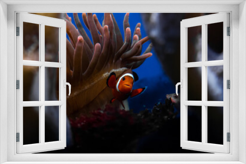 Fototapeta Naklejka Na Ścianę Okno 3D - Clown fish in aquarium among coral
