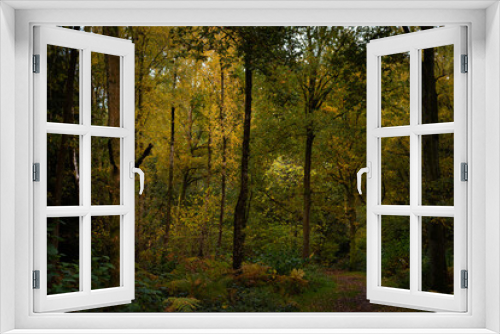 Fototapeta Naklejka Na Ścianę Okno 3D - Atmospheric autumn woodland with a path and colourful leaves