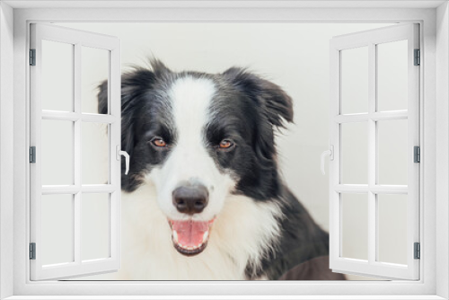 Fototapeta Naklejka Na Ścianę Okno 3D - Funny studio portrait of cute smiling puppy dog border collie isolated on white background. New lovely member of family little dog gazing and waiting for reward. Pet care and animals concept.