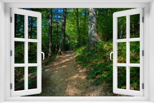 Fototapeta Naklejka Na Ścianę Okno 3D - summer forest idyllic landscape scenery environment space without people here near dirt lonely trail path