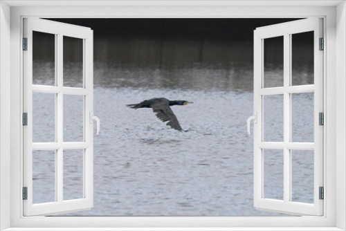 Fototapeta Naklejka Na Ścianę Okno 3D - cormorant in flight