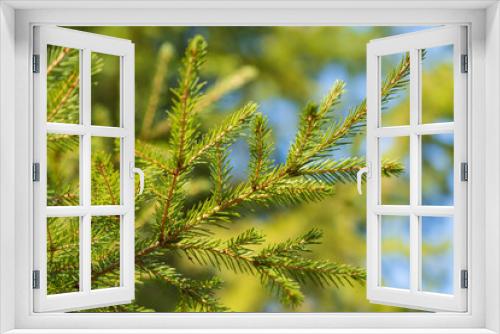 Fototapeta Naklejka Na Ścianę Okno 3D - Natural evergreen branches with needles of Christmas tree in pine forest. Close-up view of fir branches ready for festive decoration for Xmas and Happy New Year, decorate holiday winter season designs