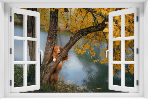 Fototapeta Naklejka Na Ścianę Okno 3D - dog by a tree with yellow leaves. red Nova Scotia Duck Tolling Retriever in autumn park. 