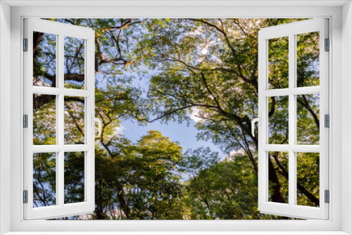 Fototapeta Naklejka Na Ścianę Okno 3D - Trees and Sky